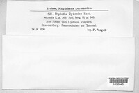 Diplodia cydoniae image